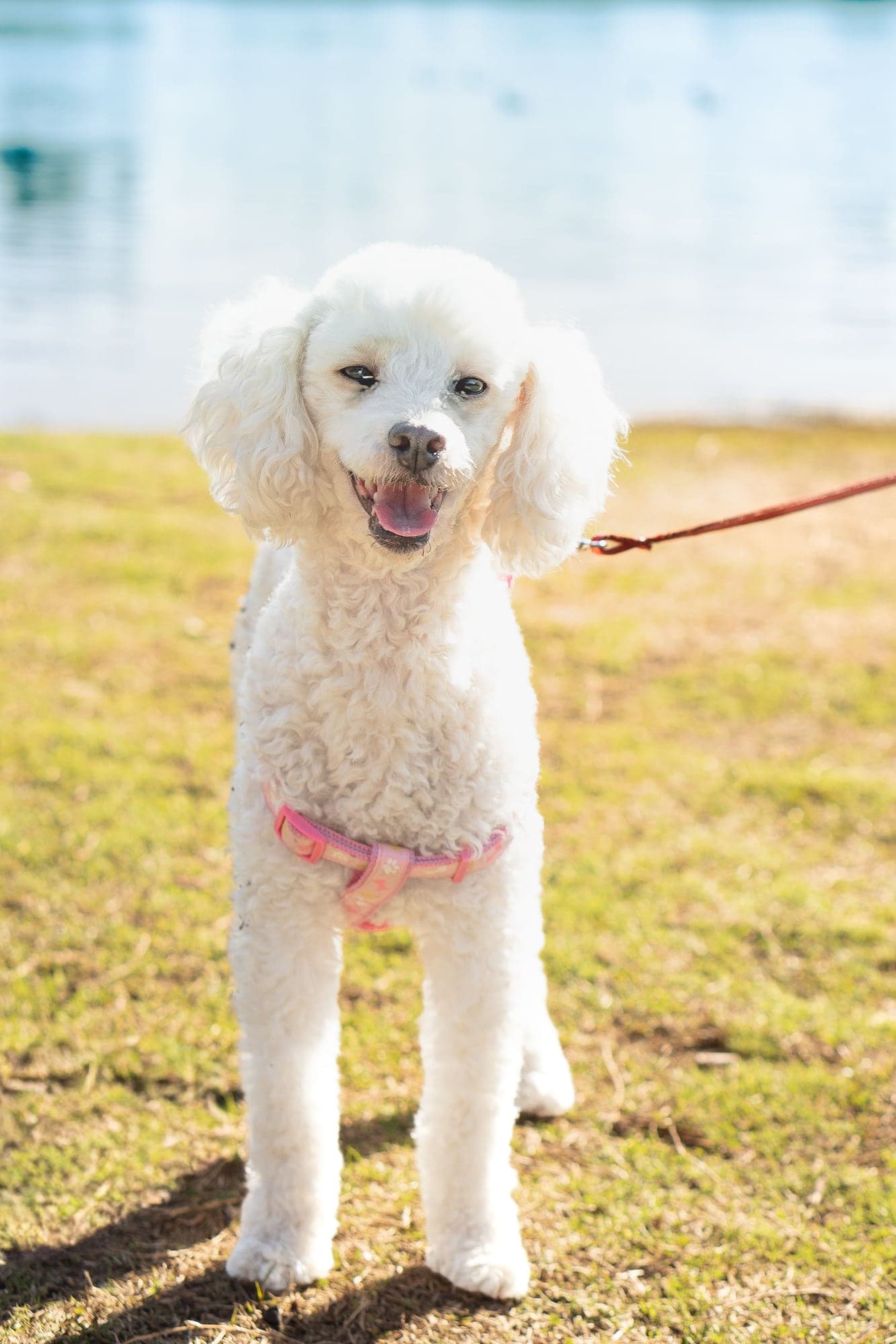 Cremita, un poodle blanco, sonríe sobre el pasto